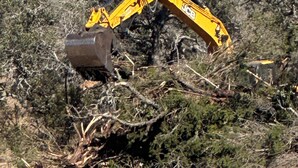 Ein Bagger in einer natürlichen Umgebung mit dichter Vegetation.