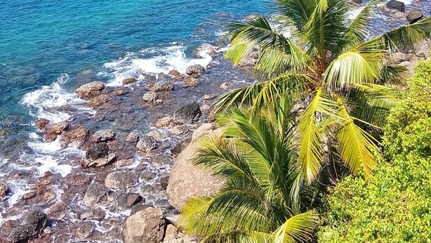 A rocky shoreline with clear blue water and palm trees. - New! Tikanot'la haut Exceptional view of Grande Anse beach (Deshaies)