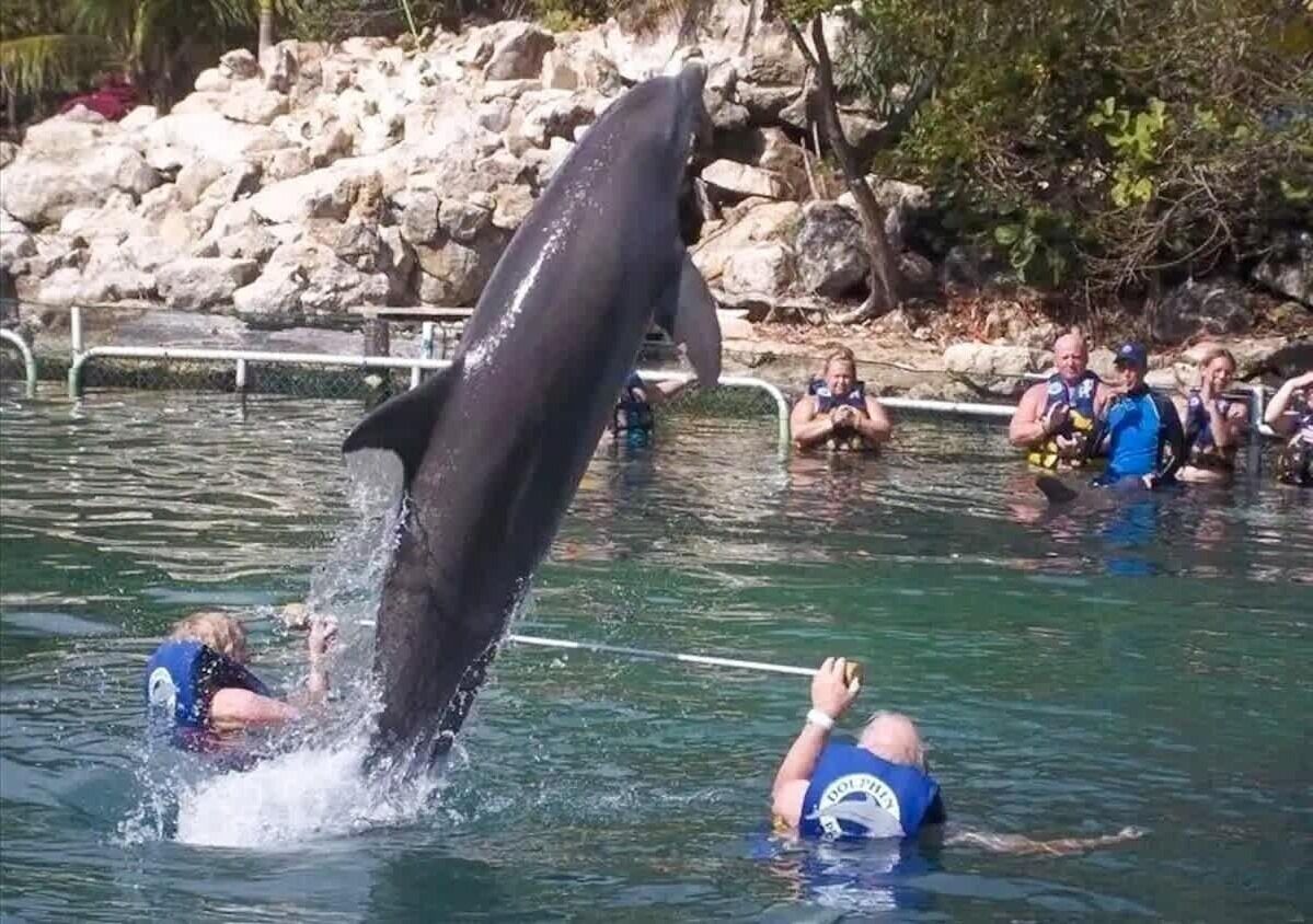 En delfin springer op af vandet, med mennesker i baggrunden.