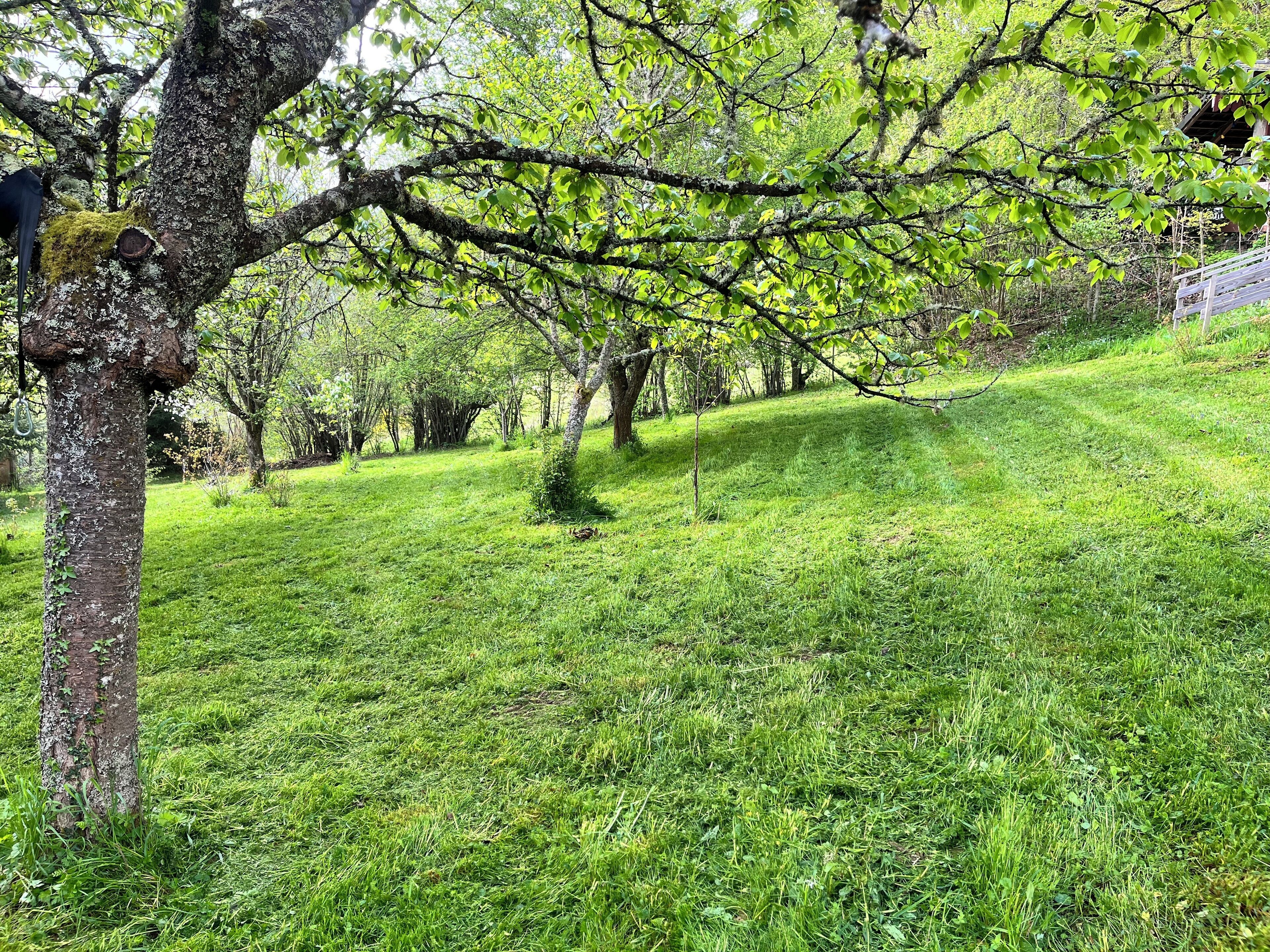 A grassy area with trees and a wooden structure in the background.