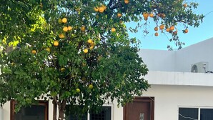 A building with a tree bearing fruit, a concrete ground, and a white exterior. - HOSTAL MID GY (Mérida)