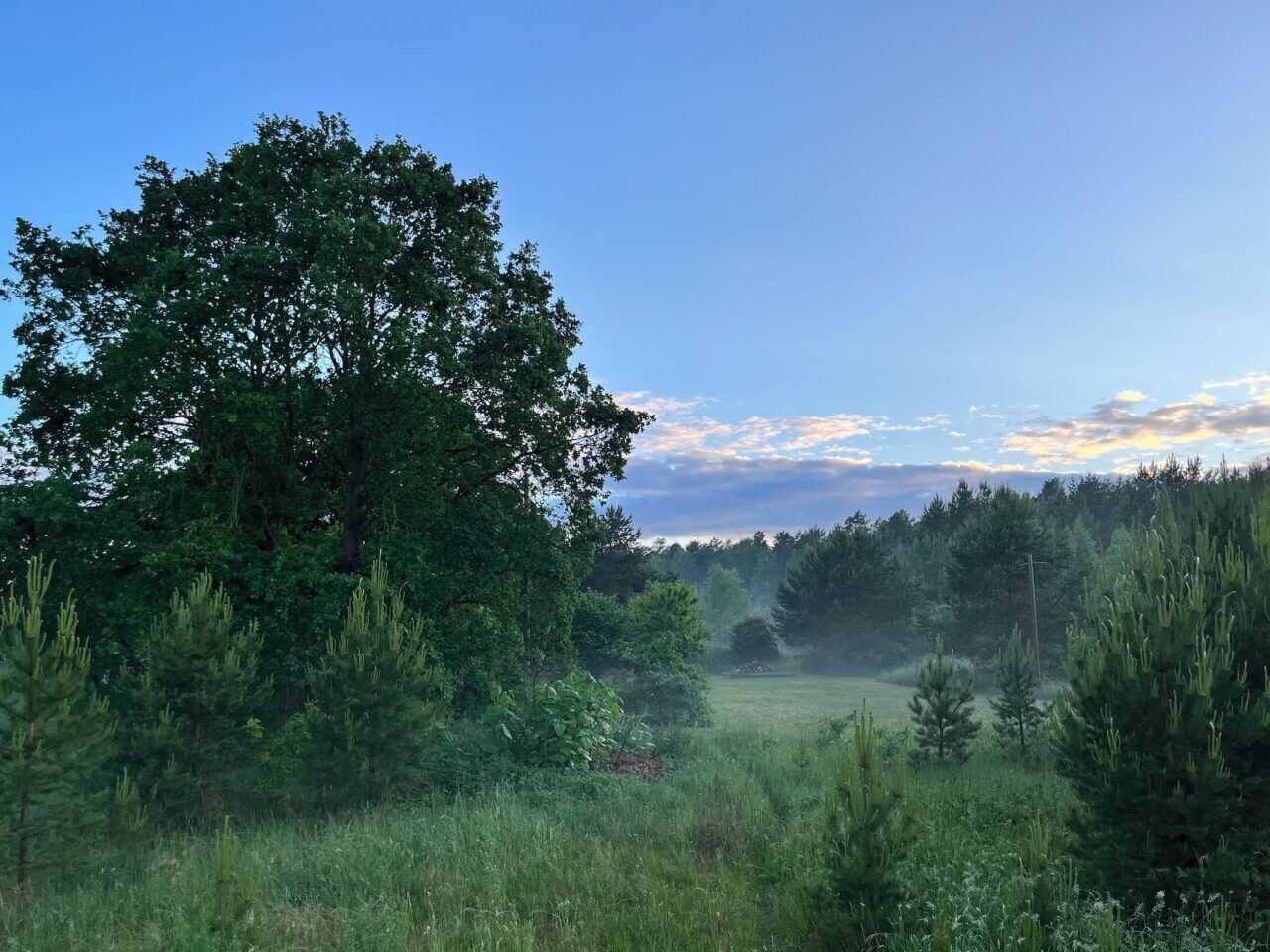 Et naturligt landskab med et stort træ, frodig vegetation og en klar himmel.