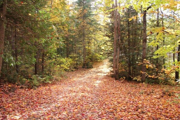 A forest path covered with fallen leaves.