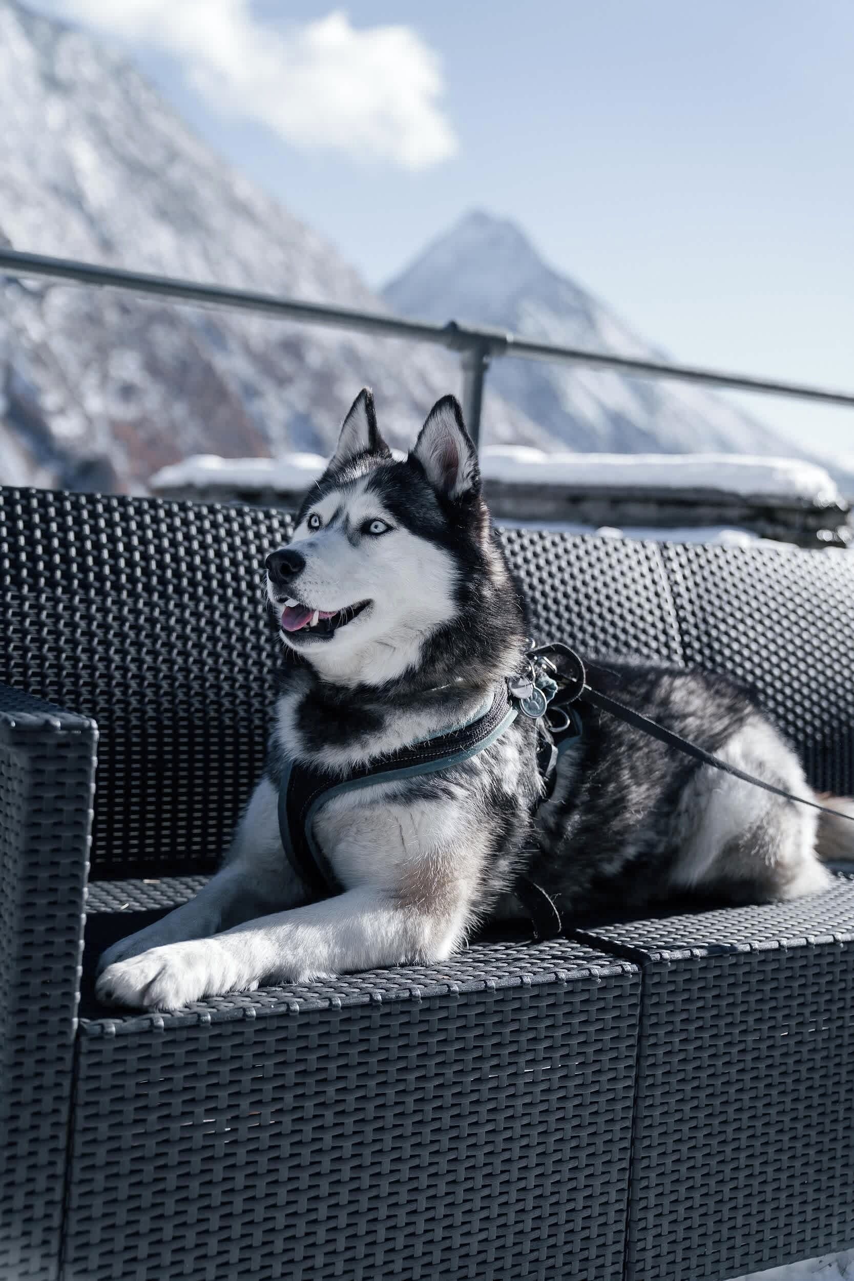 Un perro sentado en una silla de mimbre con montañas al fondo.