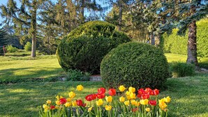 A garden with neatly trimmed hedges and a tulip display. - Ferienwohnung mit Terrasse (Neuhaus an der Triestin)