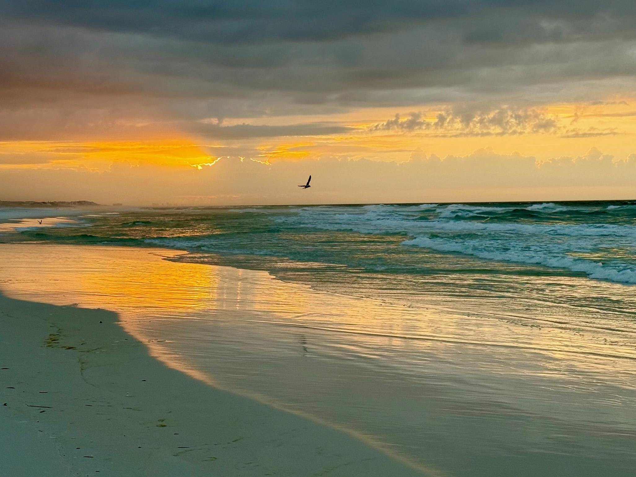 Una playa con olas y un ave volando sobre el agua.