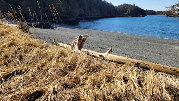 A beach with a forested background and a clear sky. - Remote Alaska cabin, located in the Kachemak Bay Park area of Tutka Bay. (Seldovia)