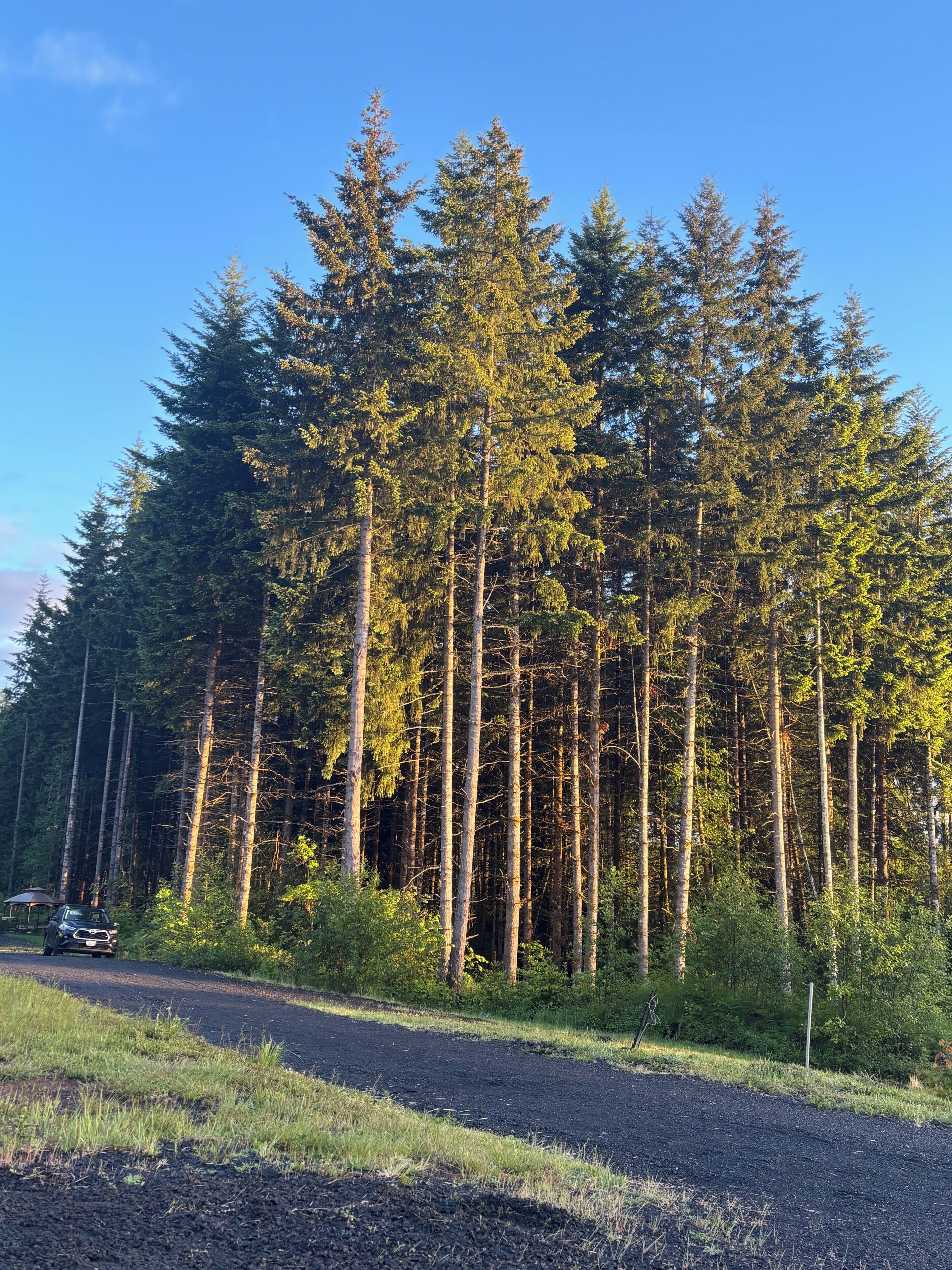 A forested area with a road and a parked vehicle.
