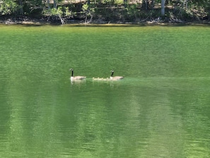 Two geese swimming in a green body of water.