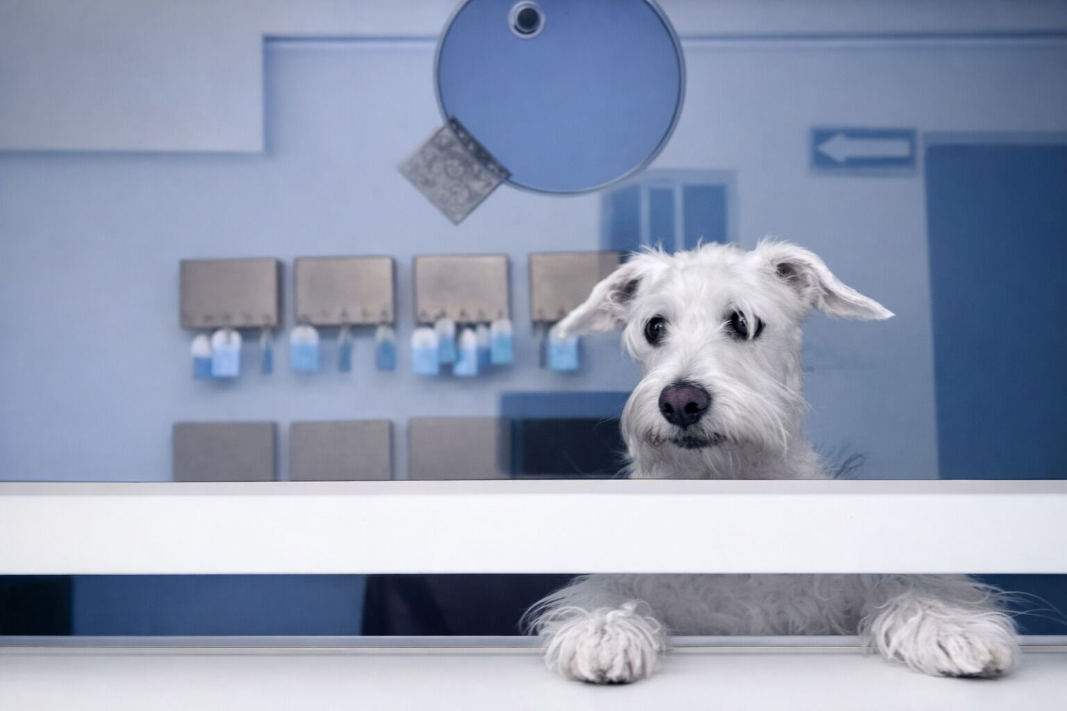 Un perro en una habitación con pared azul, un espejo y varios objetos pequeños cuadrados en la pared.