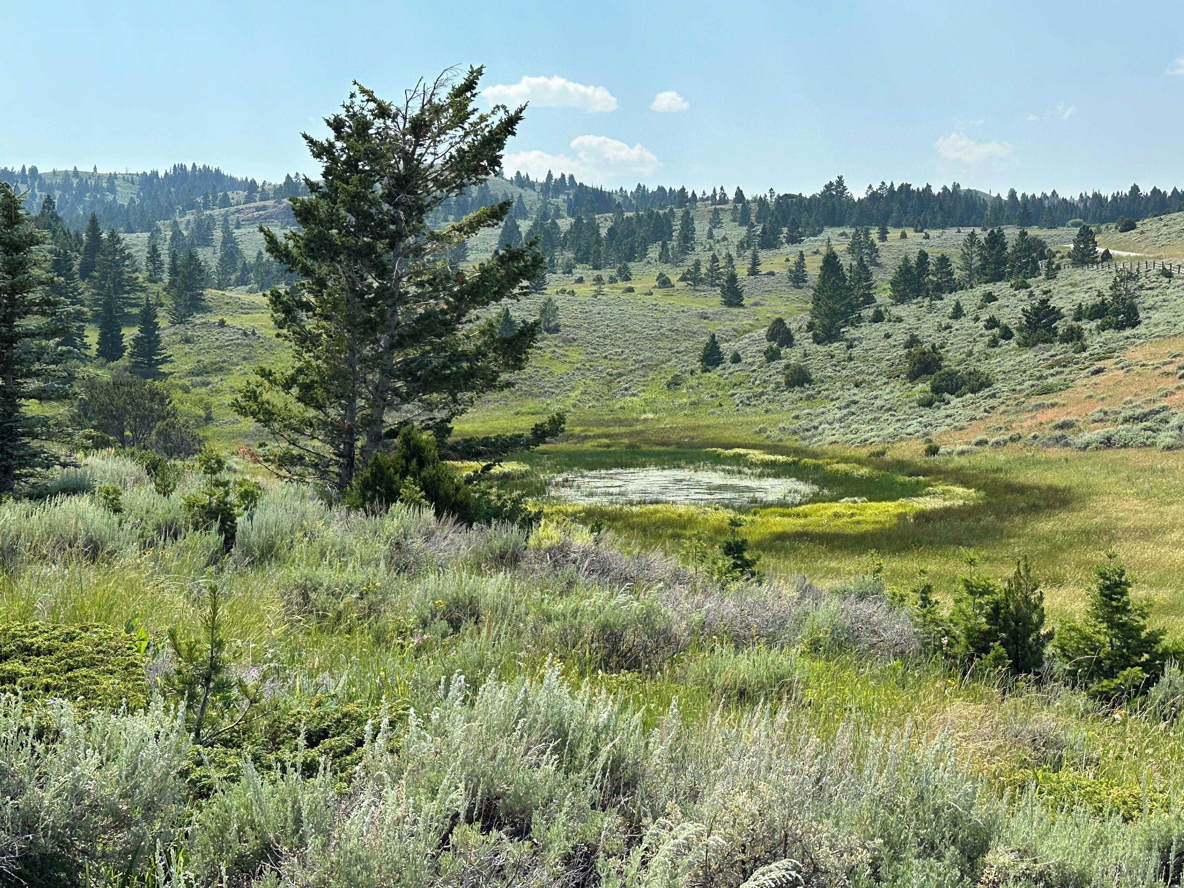 A natural landscape with a prominent evergreen tree, a grassy meadow, and a forested hill in the background.