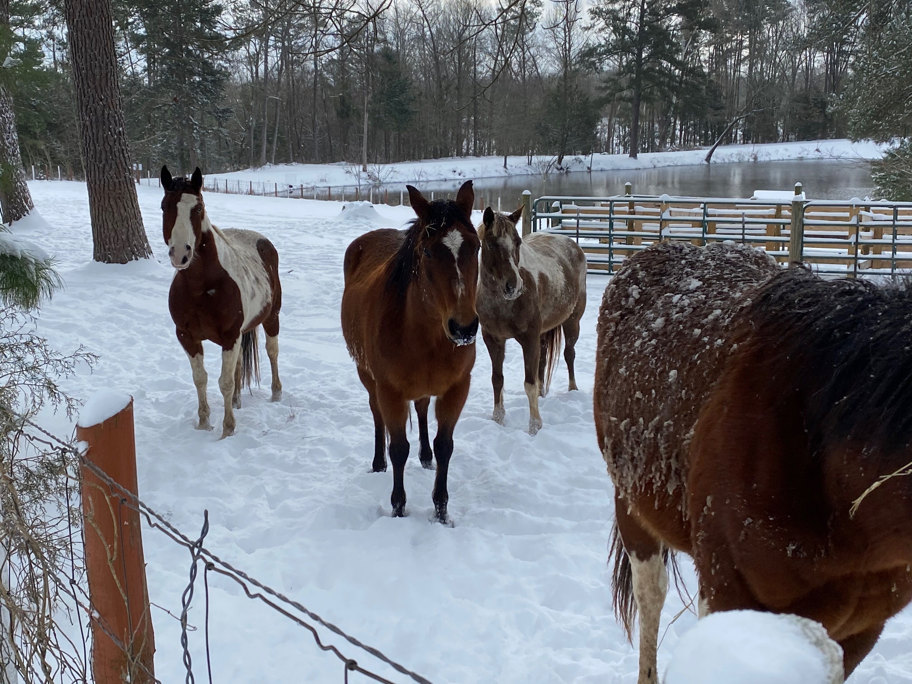 A group of horses in a snowy enclosure with a wooden fence and trees in the background.