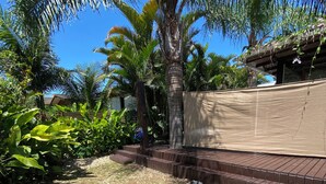 A backyard with a palm tree, a wooden deck, and a fence.
