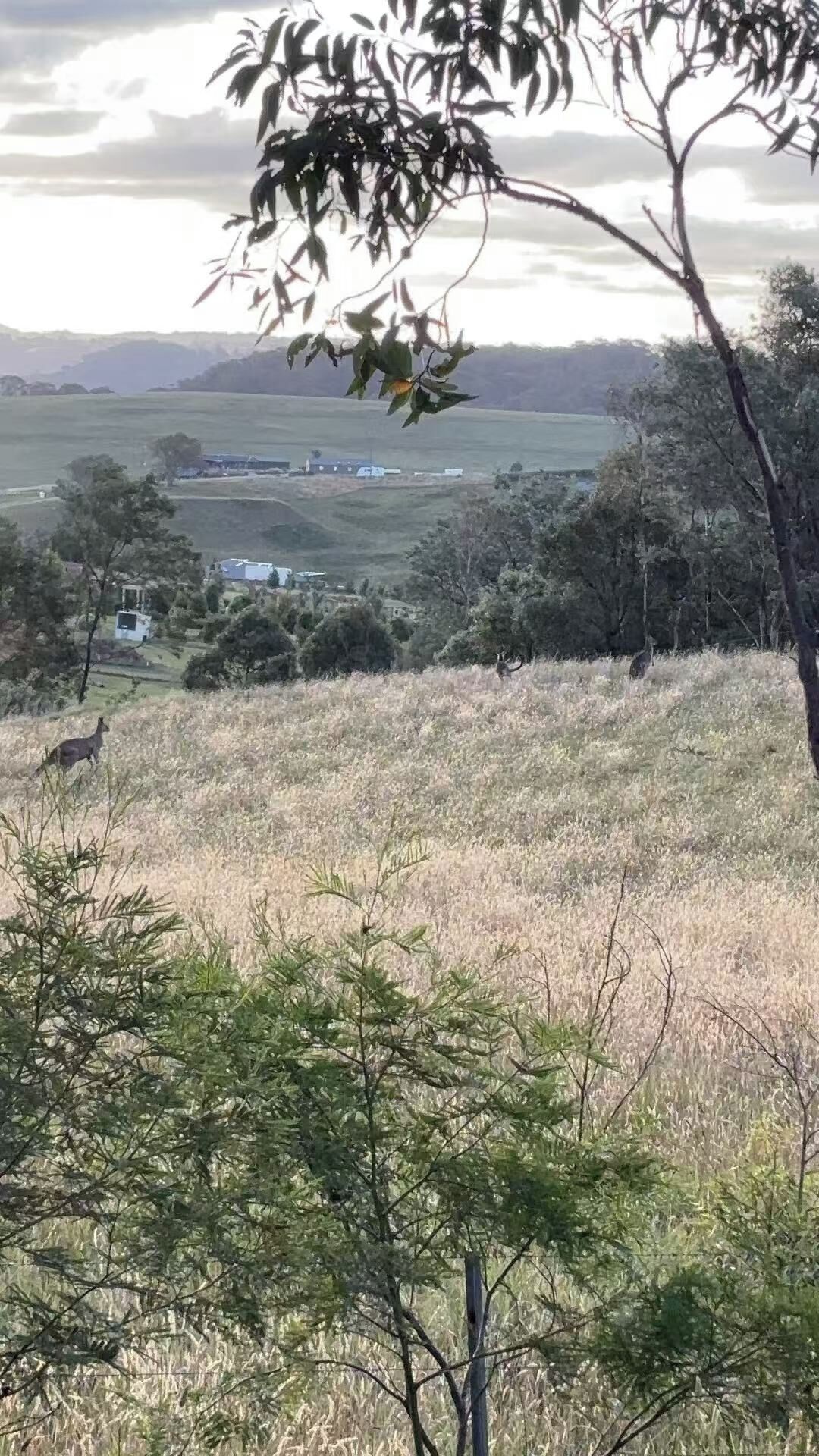 Un paisaje natural con un campo cubierto de hierba, árboles y una vista distante de un pequeño asentamiento.