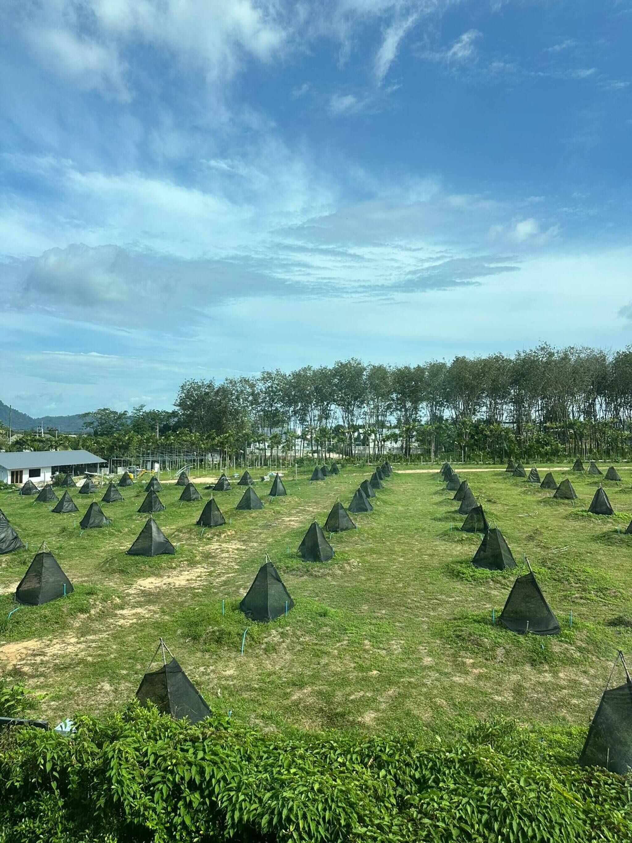 A field with numerous black tents arranged in rows.
