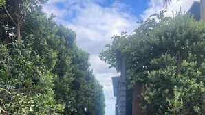 Um caminho ladeado por vegetação densa que leva a um edifício com fachada escura.