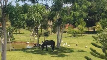 Jardines del alojamiento