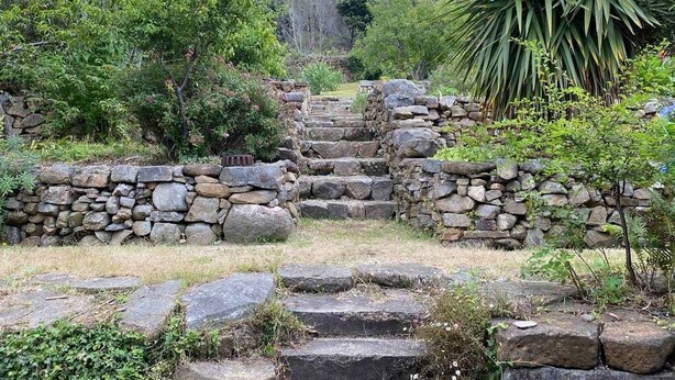 A stone staircase leading up a hill, surrounded by lush greenery and a large yucca plant.