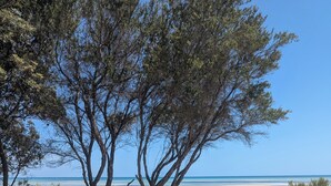 Ein Sandstrand mit zwei Holzbanken und einem großen Baum.