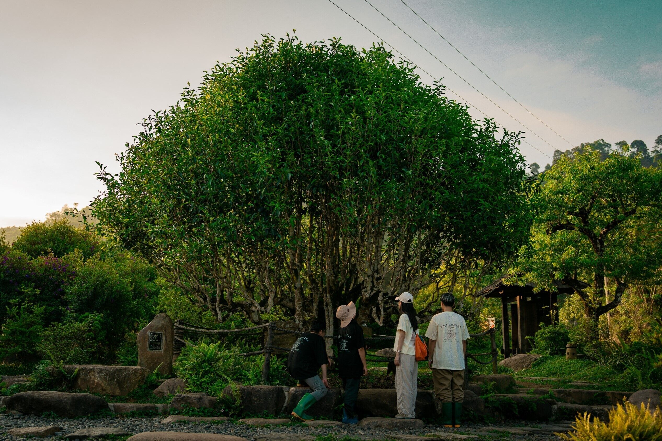 Un gruppo di persone in piedi vicino a un grande albero in un giardino.