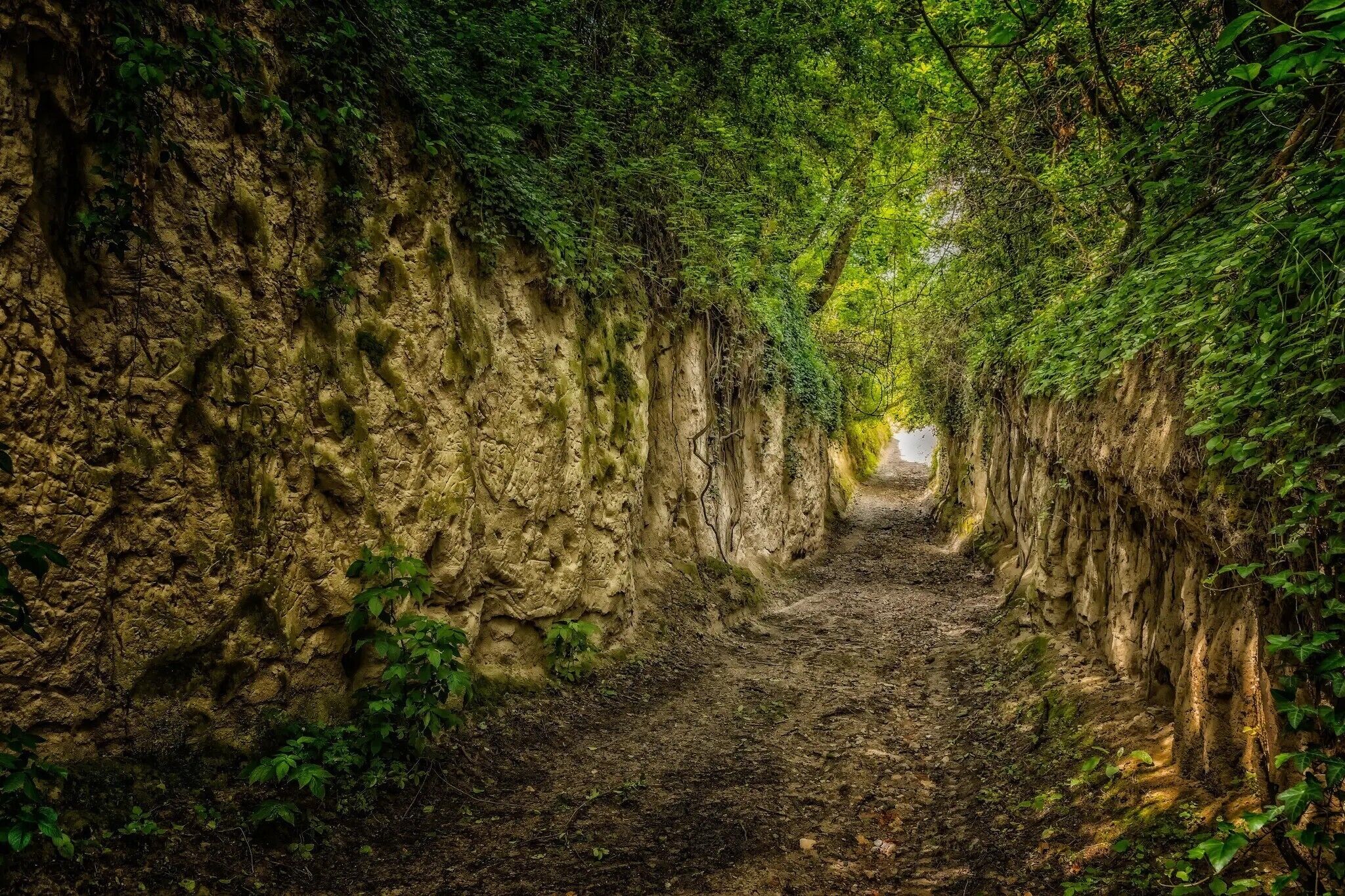 Un sendero estrecho y pedregoso bordeado de vegetación exuberante, que se interna en una zona sombría.