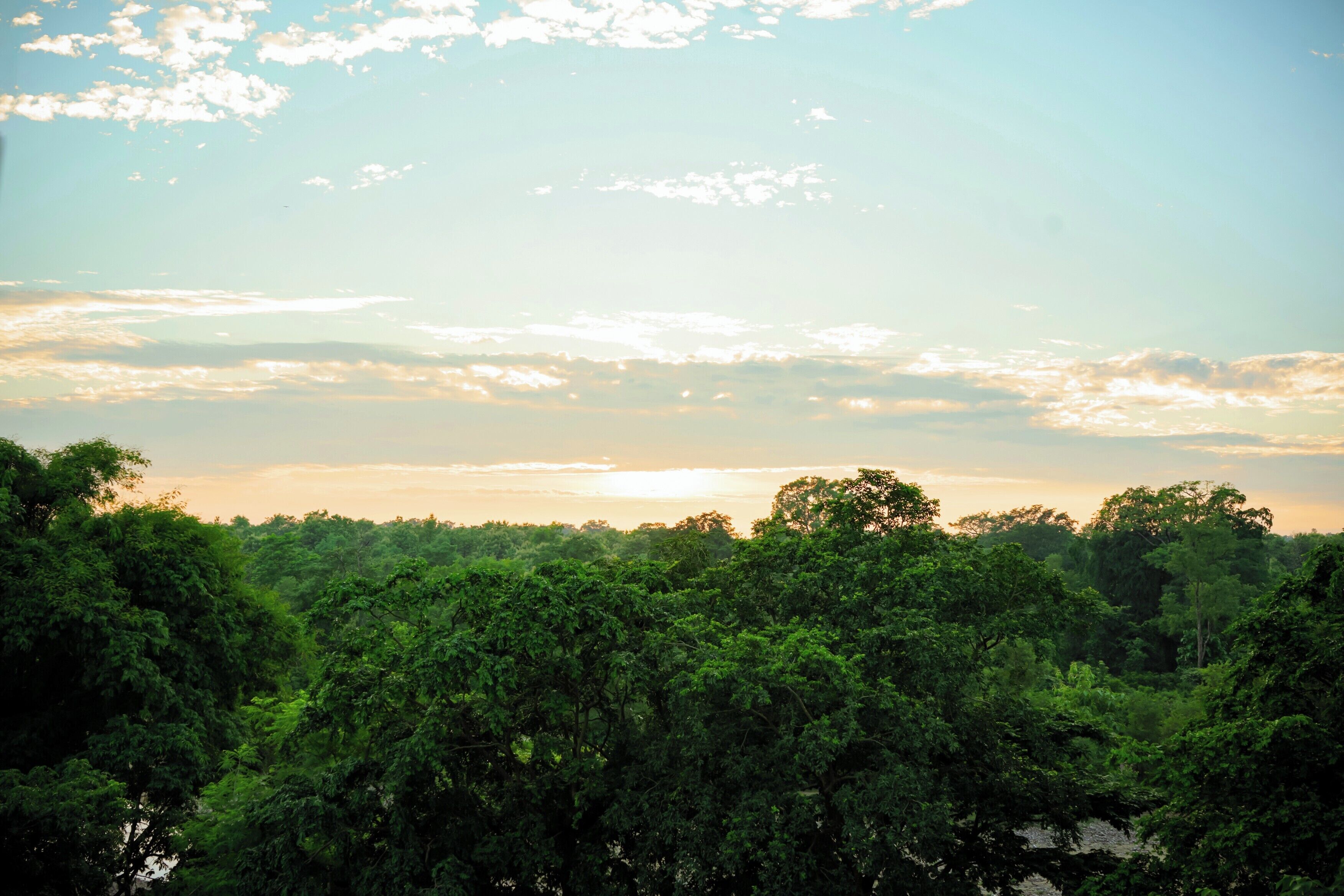 A dense forest with a clear sky.