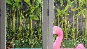 Blick durch eine Glastür auf einen Poolbereich mit einem Flamingo-Schwimmpfau und üppigem Grün.