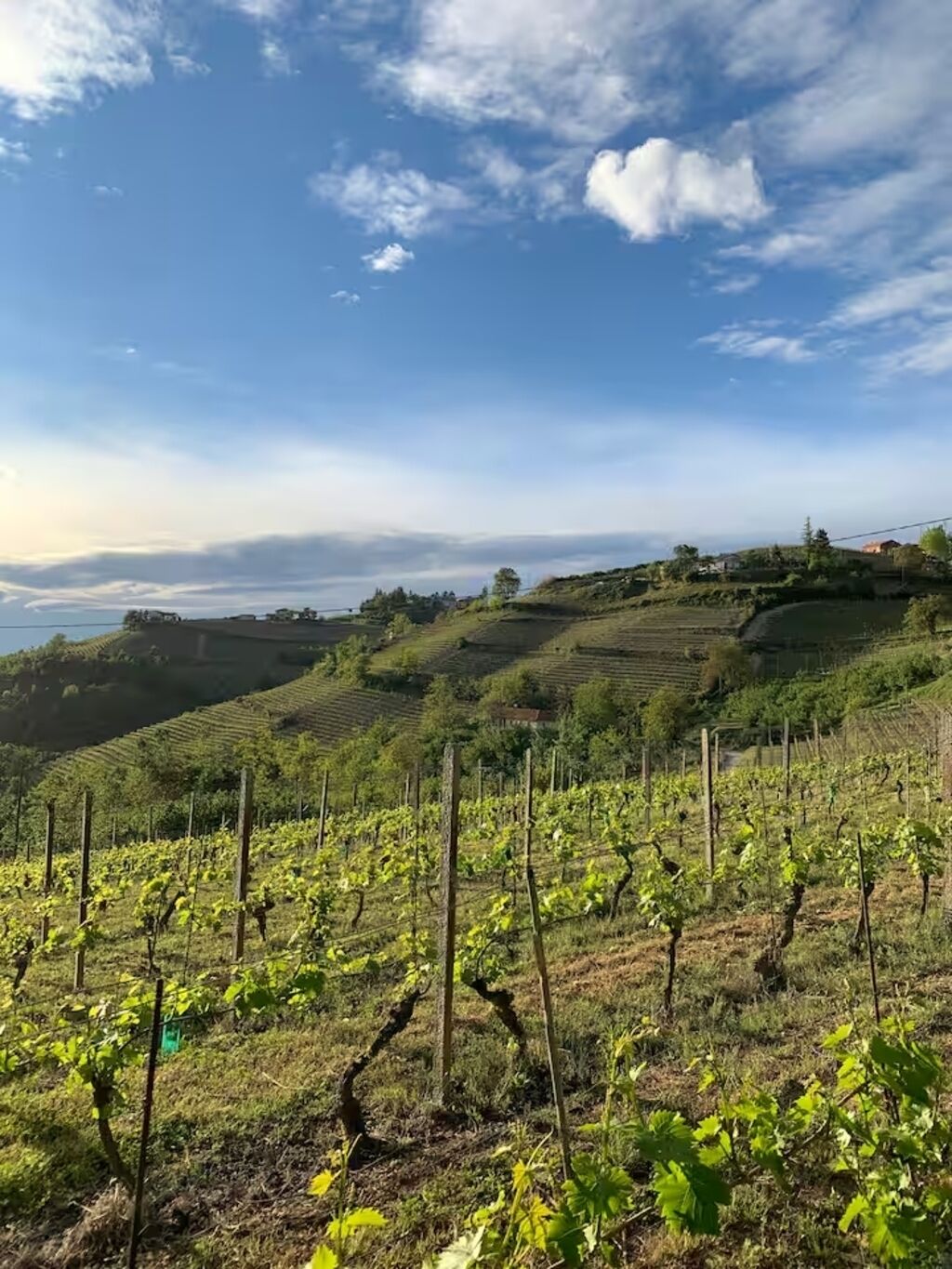 Ein Weinberg mit Rebenreihen unter blauem Himmel.