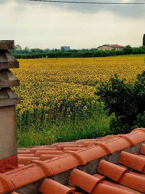 Property grounds - Sunflowers abode Your rustic home in the center of all Tuscan destinations! (Toscana)