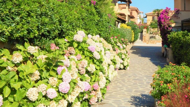 A stone pathway flanked by lush greenery and vibrant flowers, leading to traditional buildings with terracotta roofs. - THREE-ROOM APARTMENT HOUSE EMY C11 GROUND FLOOR WITH PATIO AND GARDEN (Golfo di Marinella)