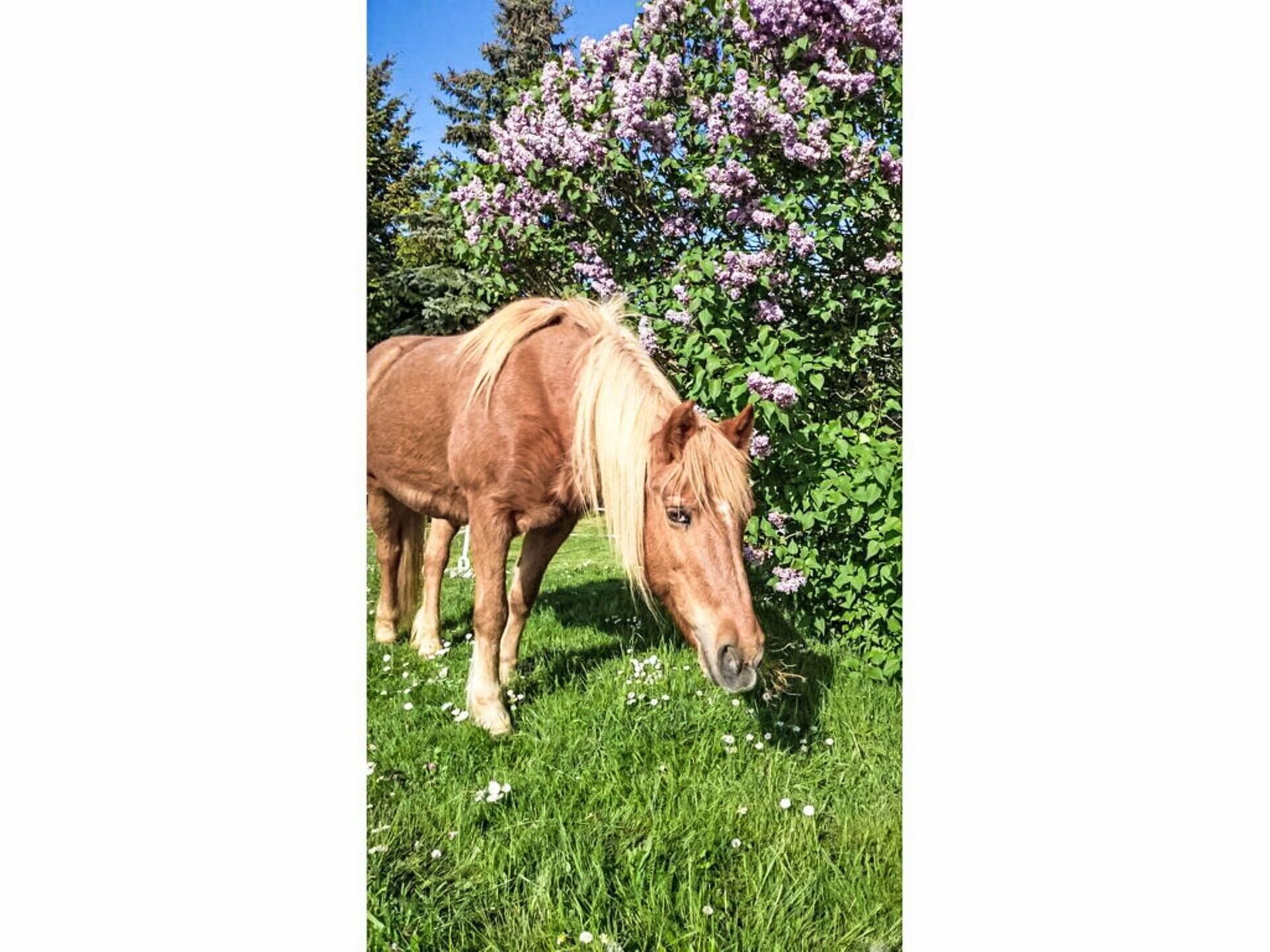 Un caballo pastando en un campo con flores moradas al fondo.