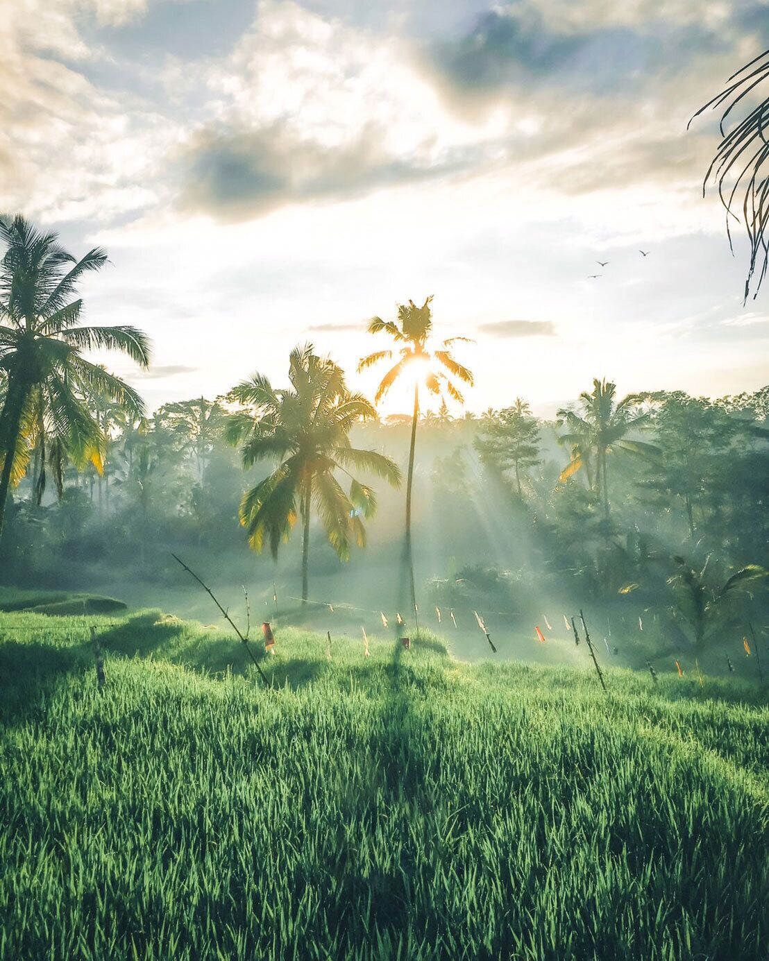 A tropical landscape with palm trees and a field of grass under a cloudy sky.