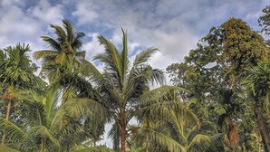 A lush garden with palm trees, a grassy lawn, and a playground with orange equipment. - ICE APPLE RESORT (Nagaon)