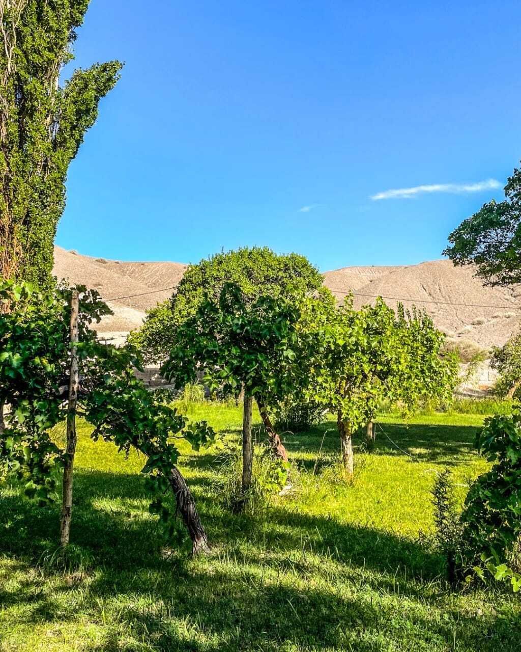 A vineyard with rows of grapevines and a clear blue sky.