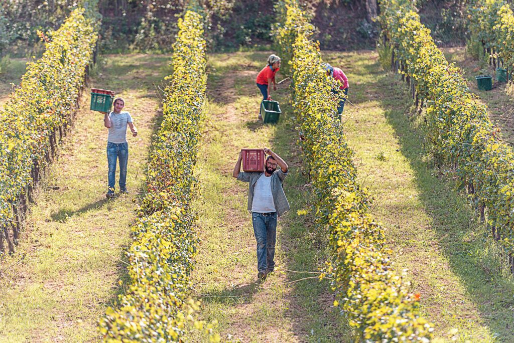 A vineyard with rows of grapevines and workers tending to the plants.