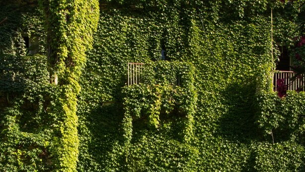A building covered in green ivy, with a central archway and multiple windows. - 103 Puccini Suite (Palermo)
