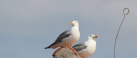 鳥瞰角度