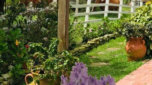 Ein Garten mit weißem Zaun, einer Holz-Pergola und verschiedenen Pflanzen und Blumen.