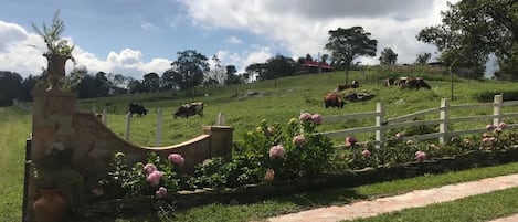 Maison, 3 chambres, accessible aux personnes à mobilité réduite, vue sur le jardin | Extérieur