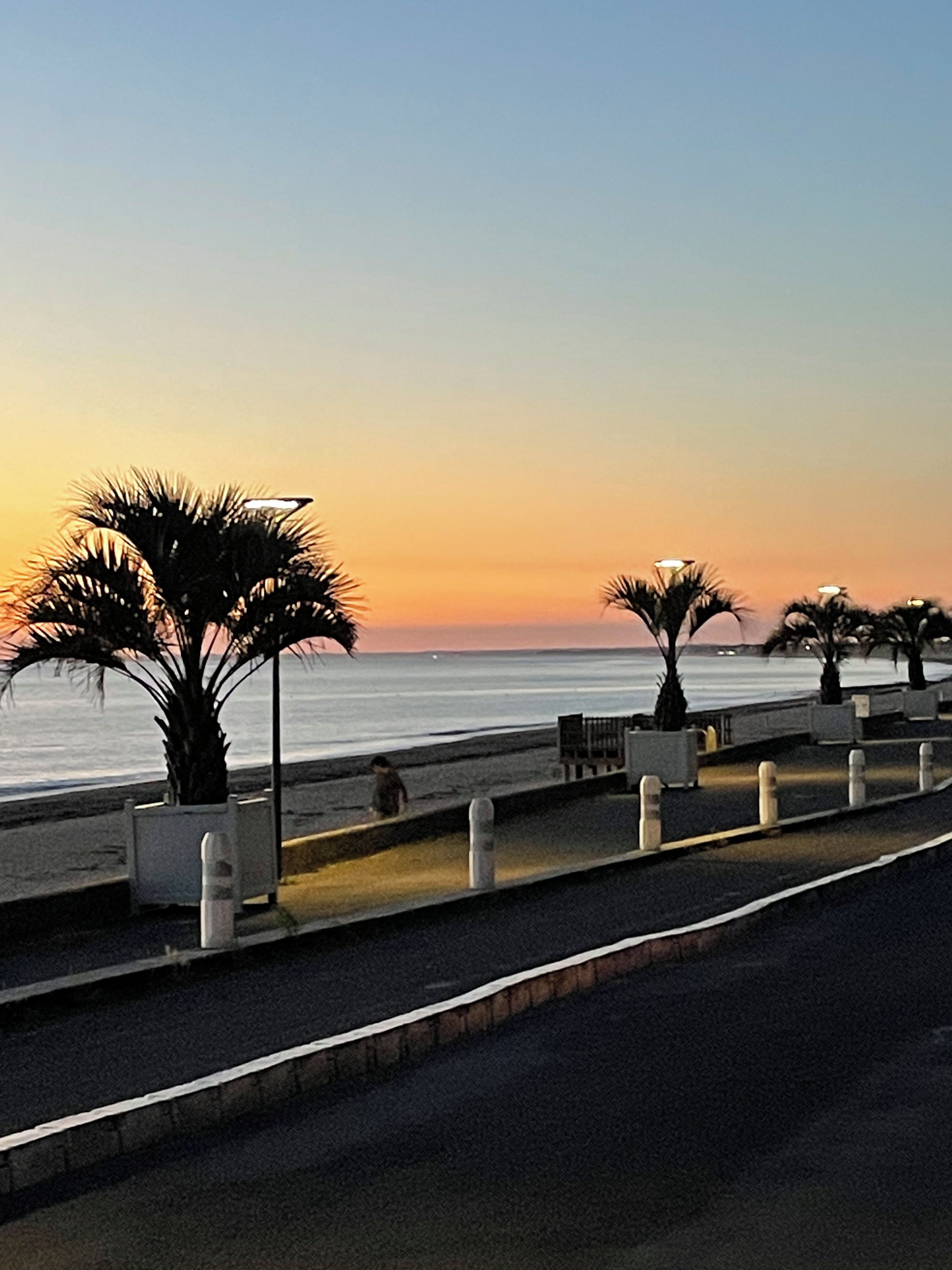 A coastal promenade with palm trees, benches, and a view of the sea.