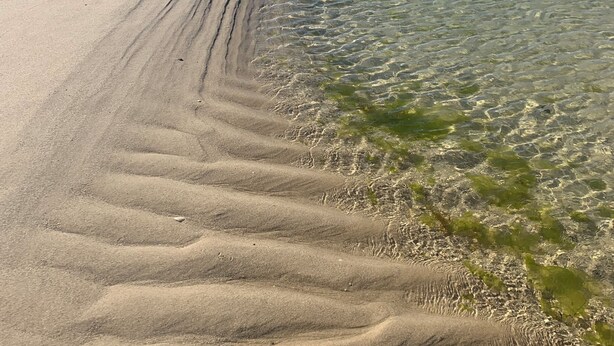 Una playa arenosa con agua cristalina y algas verdes.