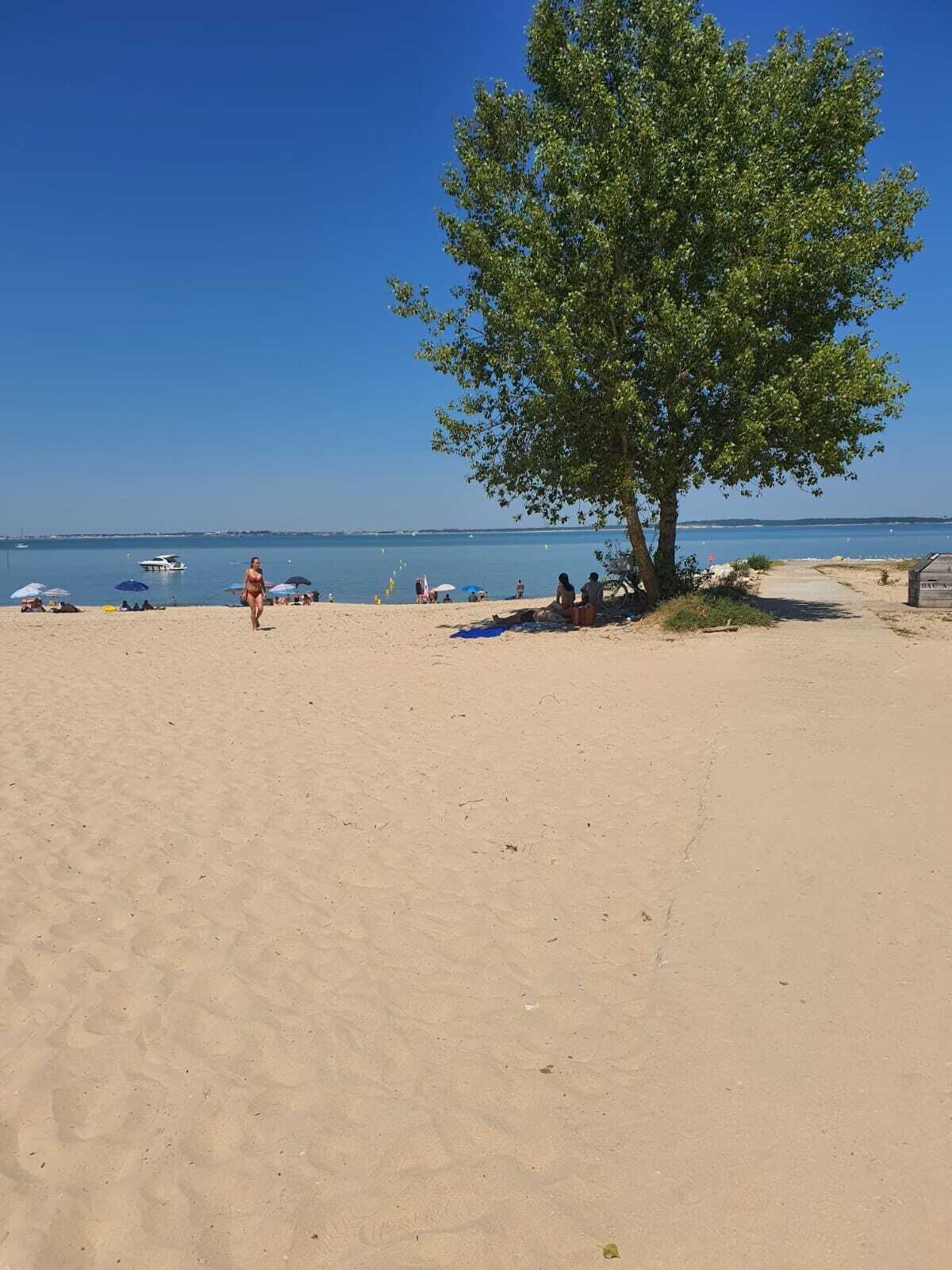 Une plage avec un arbre, des parasols et un ciel dégagé.
