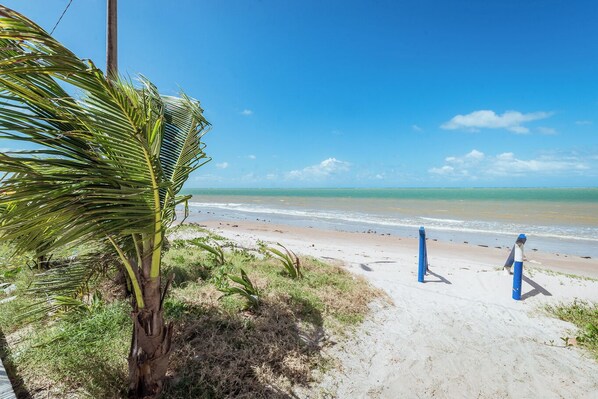 Ein Strand mit einer Palme, einem Sandweg und freiem Blick auf den Ozean.
