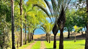 A paved pathway lined with palm trees leading to a body of water.