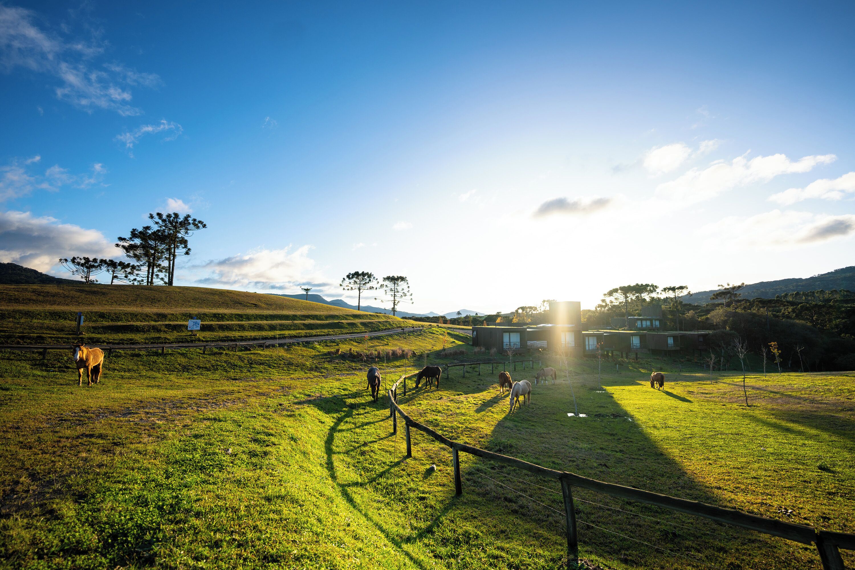 A grassy field with horses, a fence, and a building in the background.