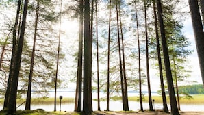 Uma área arborizada com árvores altas e um corpo d'água ao fundo.