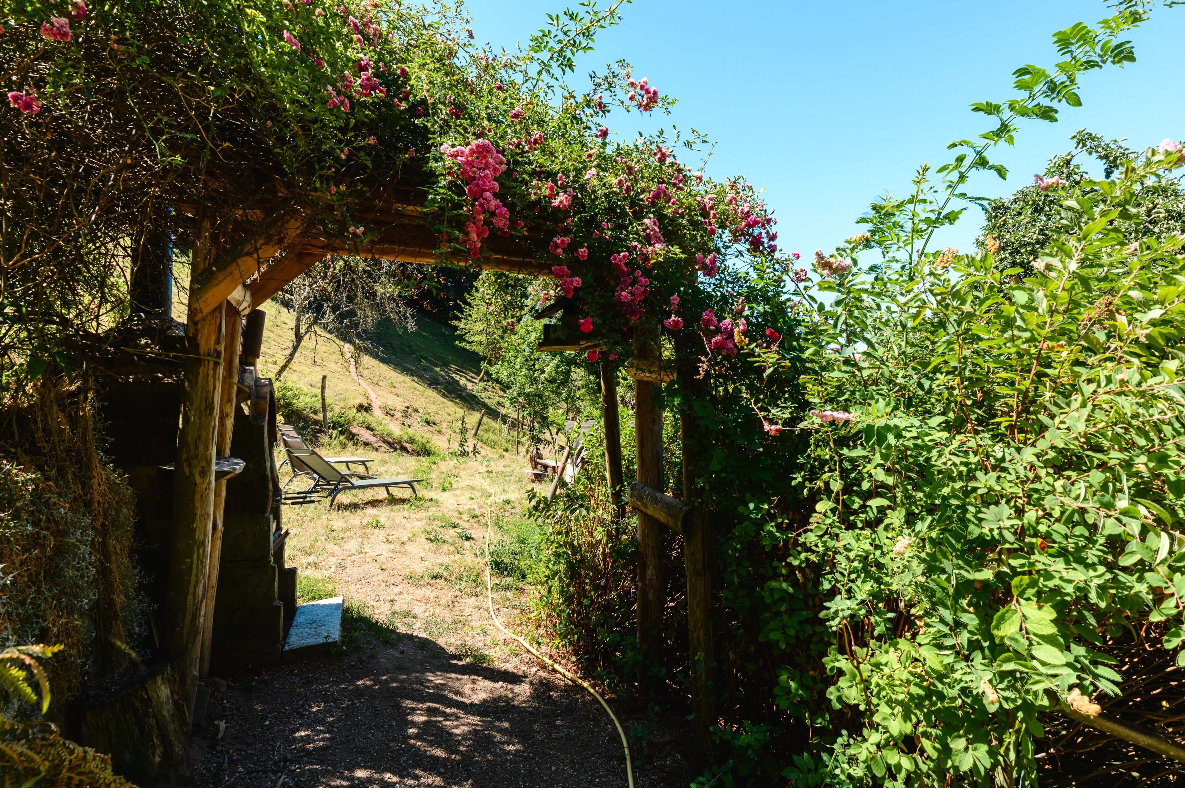 A garden with a wooden pergola covered in pink flowers, a picnic table, and a dirt path.