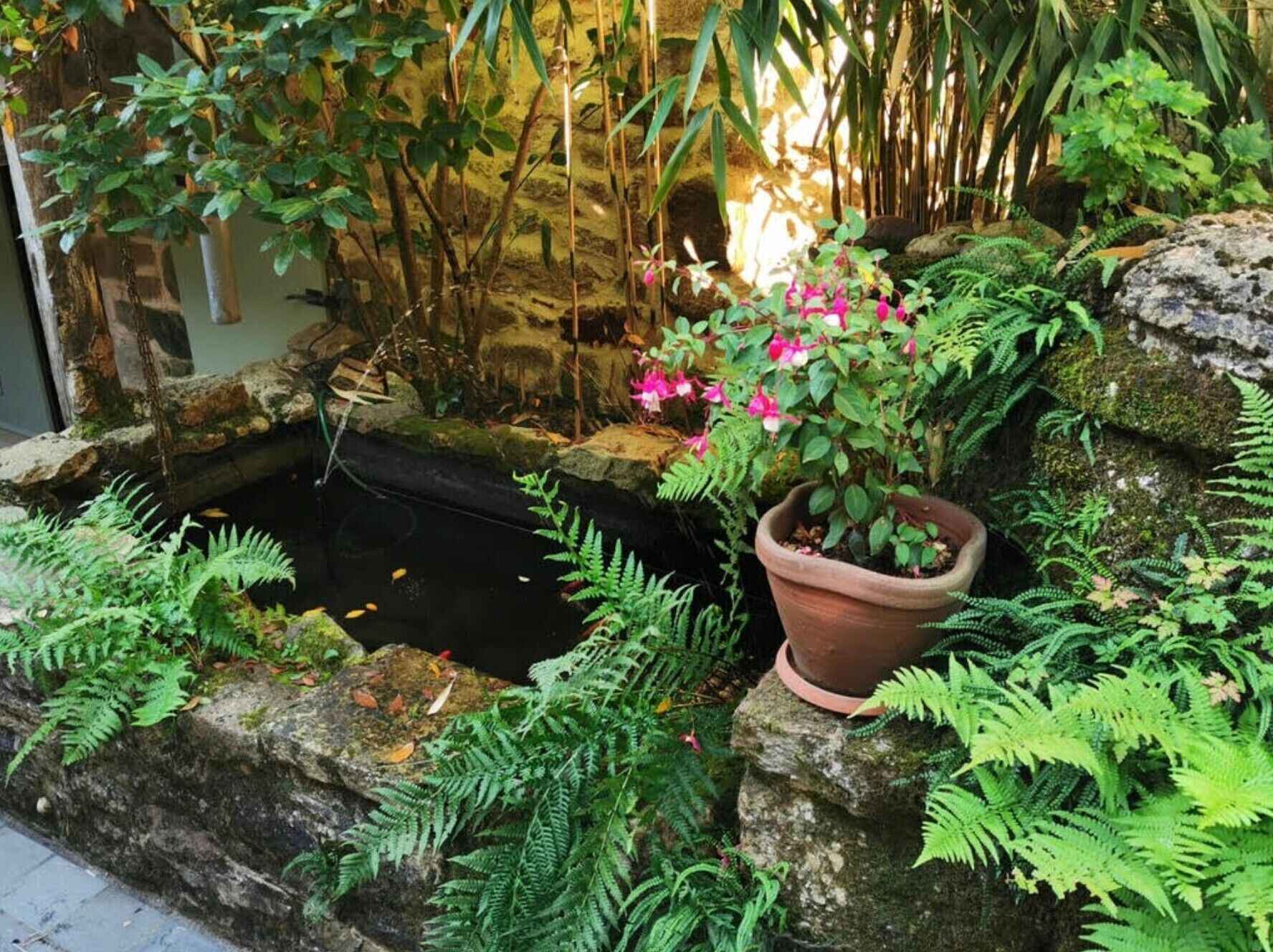 Un jardin avec un étang, des fougères et une plante en pot aux fleurs roses.