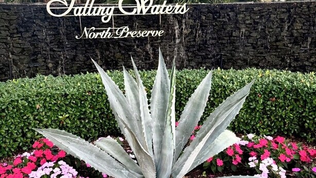 A garden with a large agave plant surrounded by pink and white flowers, with a stone wall and palm trees in the background.