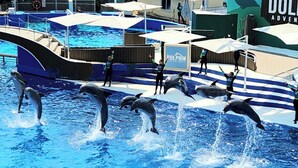 A dolphin show with dolphins performing tricks in a pool, surrounded by spectators and trainers. - Stunning 4BR/3BA Home in Sunset Cliffs – Walk to Ocean (San Diego)